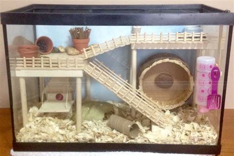 hamster in a tank|10 gallon hamster cage.